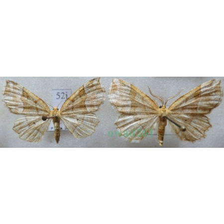 Cepphis advenaria (Hübner, 1790) pair Cefis borówczak Czech52j
